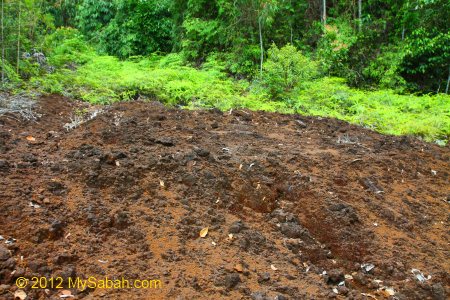 ultramafic soil of Tawai