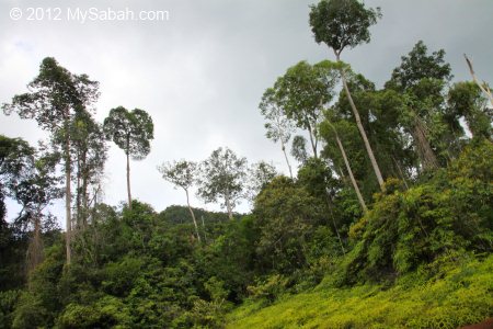 Ultramafic forest of Tawai