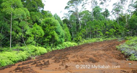 red soil in Tawai Forest Reserve