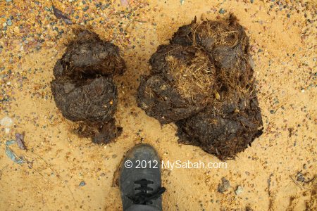 elephant dung in Tawai forest