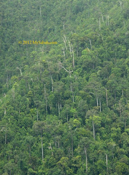 ultramafic forest of Telupid