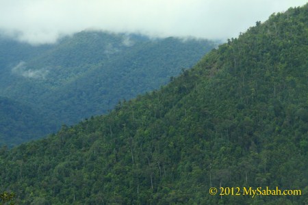 forested hills of Telupid