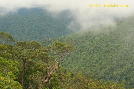 lush ultramafic forest of Tawai