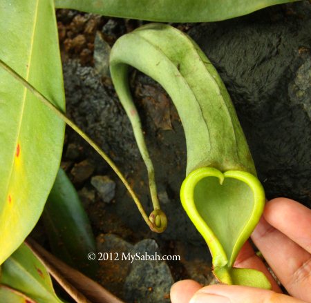 heart-shaped pitcher plant