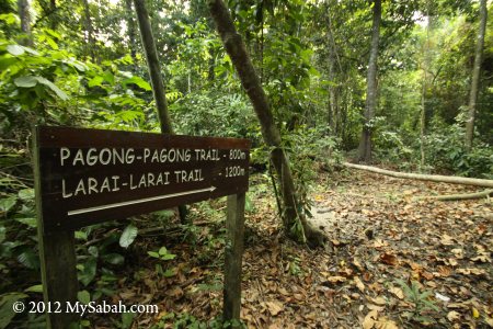 jungle trail to Pagong-Pagong Beach