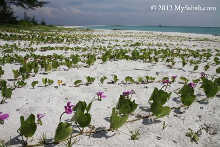 creeping plant on the beach