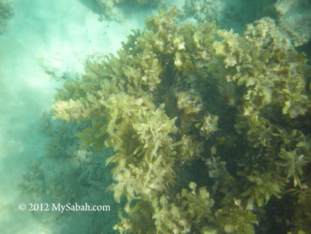 sea grass of Pulau Tiga Island