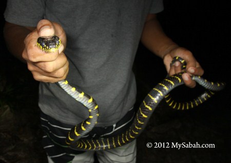 guide holding a yellow-ringed snake