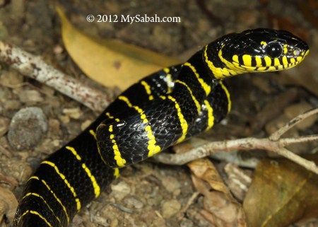 yellow-ringed snake of Survivor Island