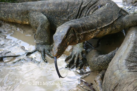 monitor lizards on Pulau Tiga Island