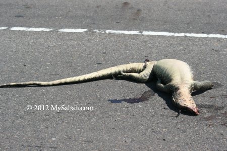 monitor lizard killed on road