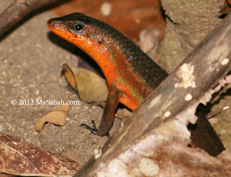 forest skink in Pulau Tiga