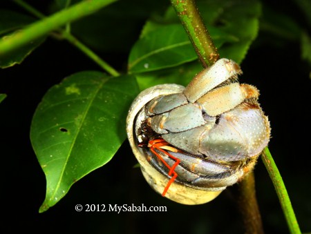 hermit crab of Pulau Tiga Island