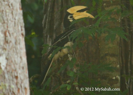hornbill of Pulau Tiga