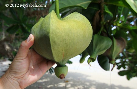 huge fruit of Putat Laut tree