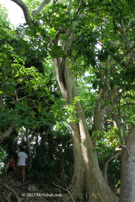 forest of Snake Island (Pulau Kalampunian Damit)