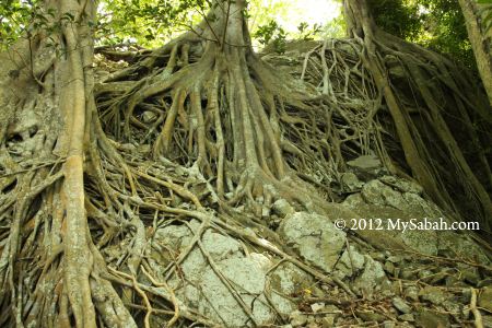 tree roots of Pulau Ular