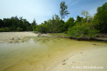 coastal swamp in Pulau Tiga