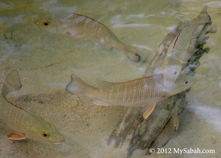 fishes trapped in tidal swamp