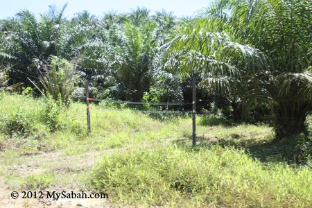 electric fence