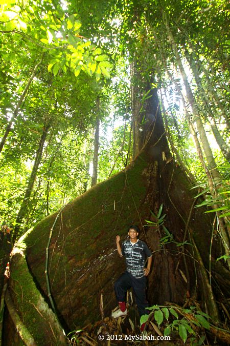 tree with huge buttress in Imbak forest
