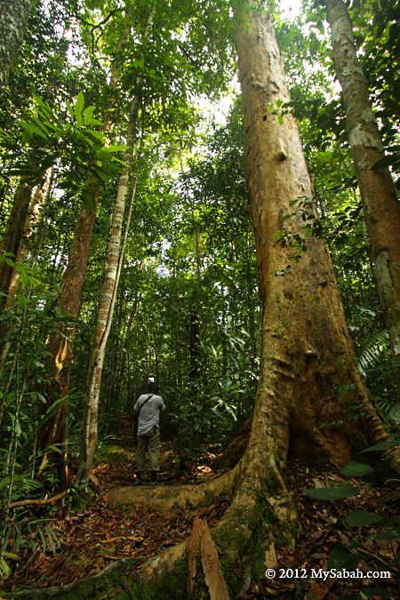 jungle trekking in rainforest of Imbak Canyon