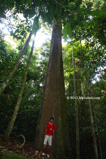 tall Ironwood or Belian in forest of Imbak Canyon