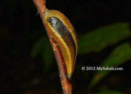 fat tiger leech