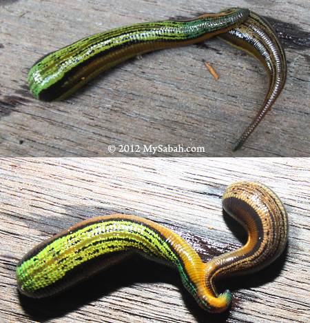 leech mating