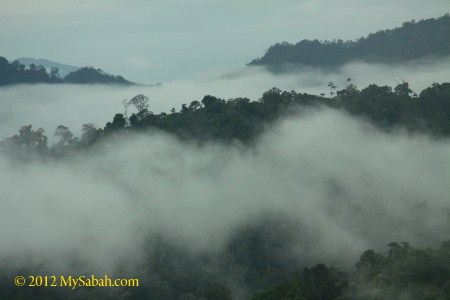 misty Borneo forest