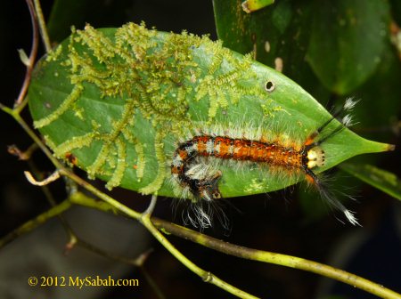 caterpillar