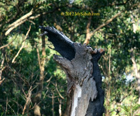 dragon head tree