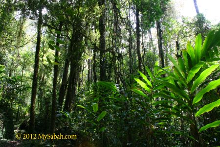 Borneo forest