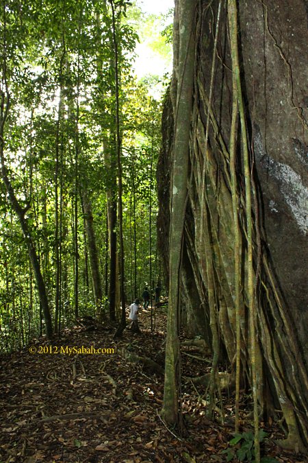 tree root