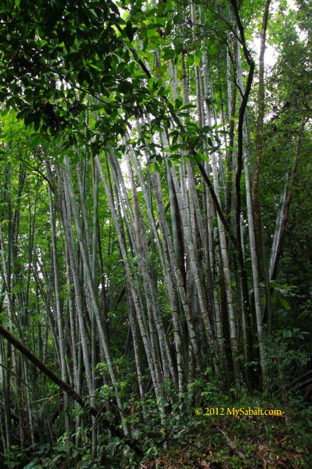 bamboo forest