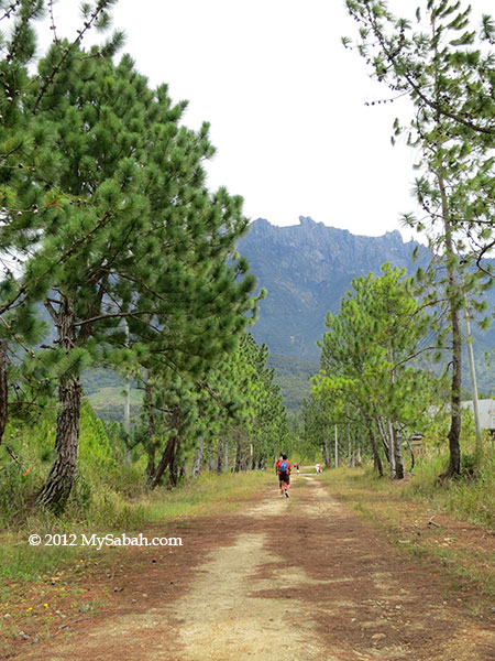 pine trees in Kundasang