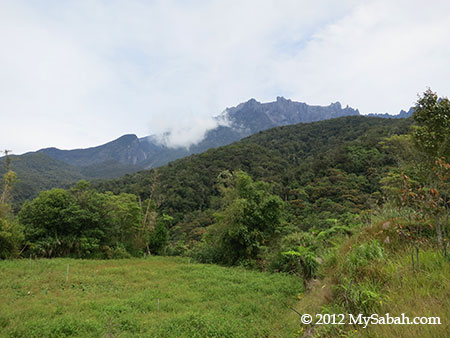 Mt. Kinabalu and forest