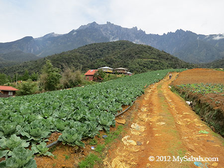 farmland in Kundasang