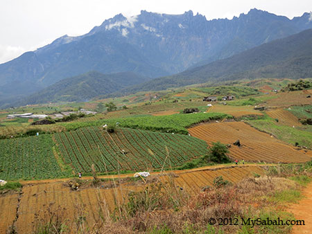 Mount Kinabalu and Kundasang farmland