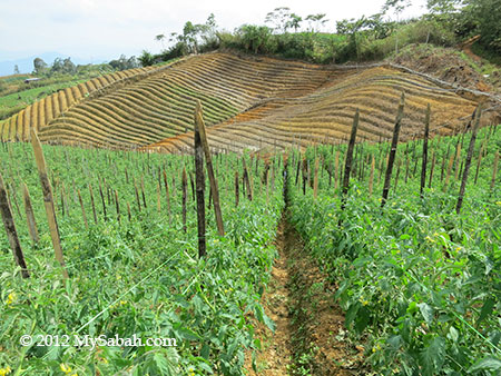 tomato plantation