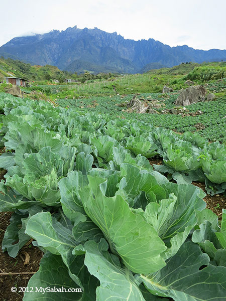 Mt. Kinabalu and cabbage plantation
