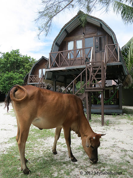 Mari-Mari Backpackers Lodge (Mantanani Island)