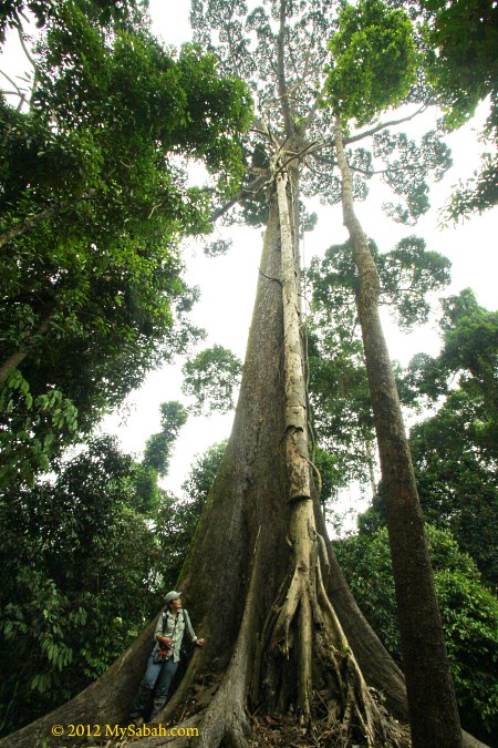 The oldest tree of Sabah