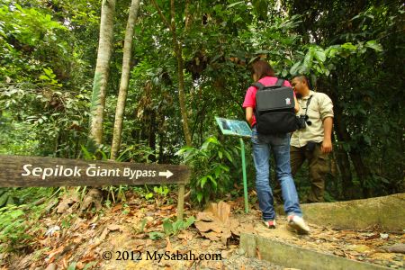 entrance to Sepilok Giant, the Oldest Tree of Sabah
