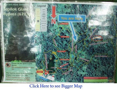 location map of Sepilok Giant