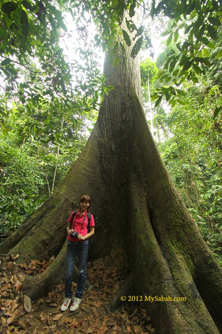 big tree at RDC