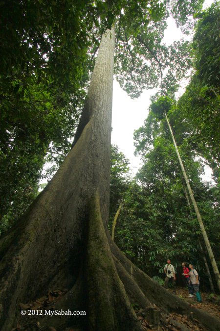 tall tree of Rainforest Discovery Center