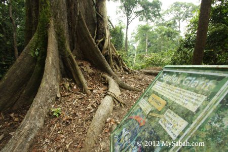 signage of Sepilok Giant