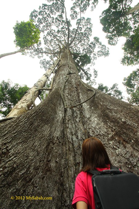 seraya runcing (Shorea acutissima)