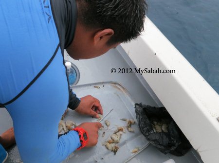 preparing fish bait